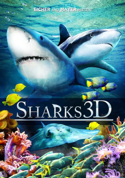 Sharks poster