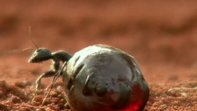 S01:E05 - Culturas antiguas (Pt. 1)