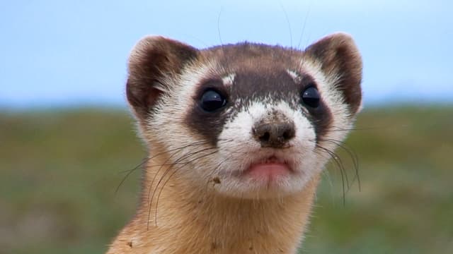 S01:E10 - Baby Animals