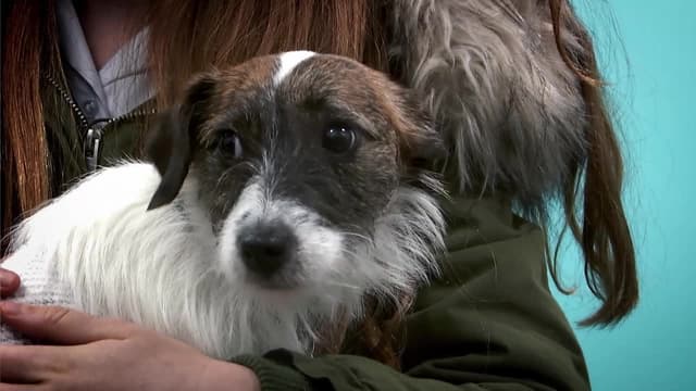 S08:E02 - Poppy, Kiera, and Bella: Puppies Special