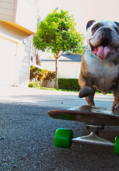 S01:E105 - Skateboarding Dog poster