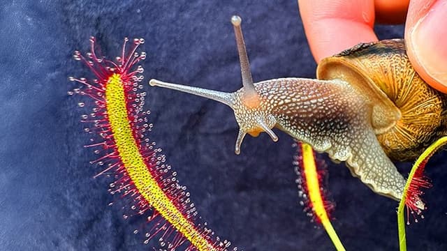 S01:E19 - 10 Flytraps Compete for My Blood