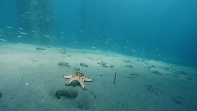 S01:E04 - Bizarre Ocean Life Explained: Walking Fish, Robot Hunters, and Slimy Secrets