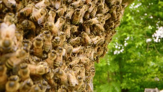 S10:E02 - Stung by a Cow Killer Ant! / Honeycomb Heist