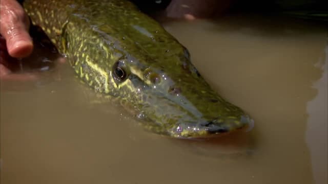 S02:E04 - Alaskan Horror