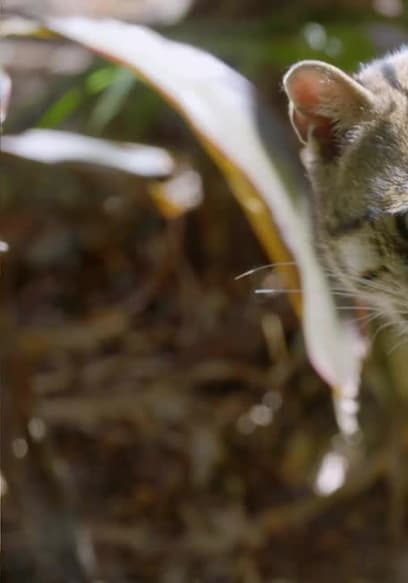 S01:E08 - Fishing Cat poster