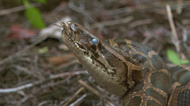 S04:E04 - No Man's Land