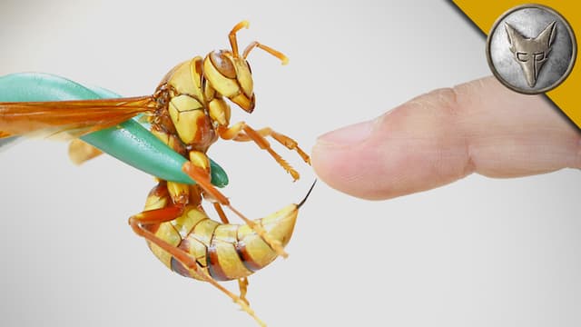 S01:E06 - Stung by an Executioner Wasp!