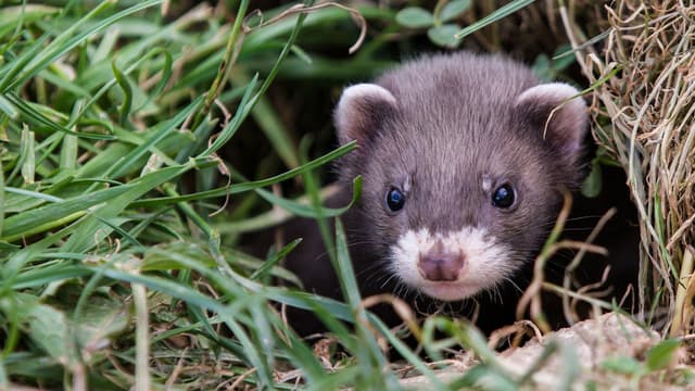 S01:E05 - More Pet Babies