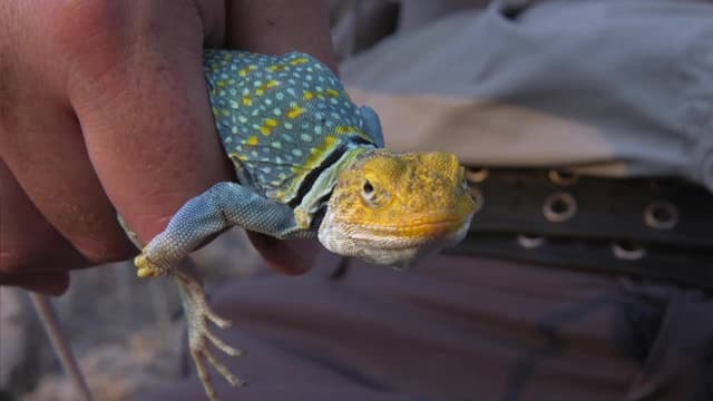 S01:E03 - Ravenous Reptiles