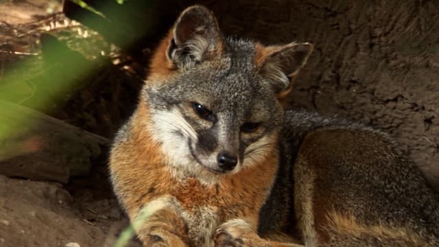 S01:E06 - The Lost Fox of the Channel Islands