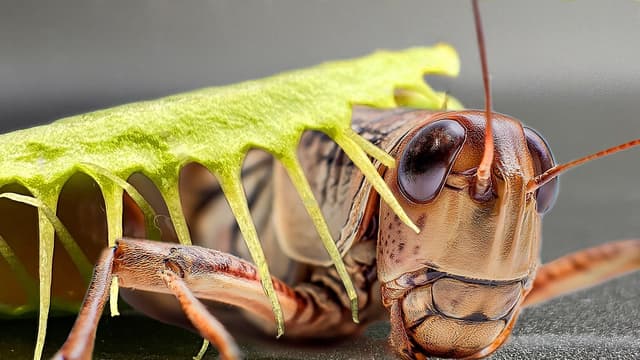 S01:E14 - Which Venus Flytrap Catches the Most Bugs?