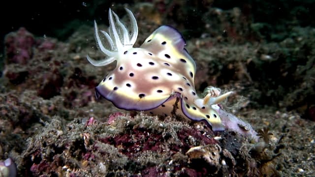 S01:E11 - Las defensas de las presas submarinas