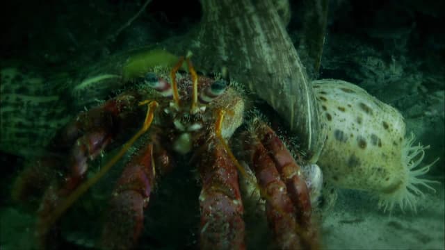 S01:E10 - Treasures of the Deep (Corse)