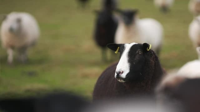 S01:E12 - Episode 12