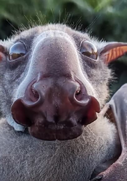 Watch Bizarre Beasts S01:E08 - Nature's Greatest Mysteries: Smart ...