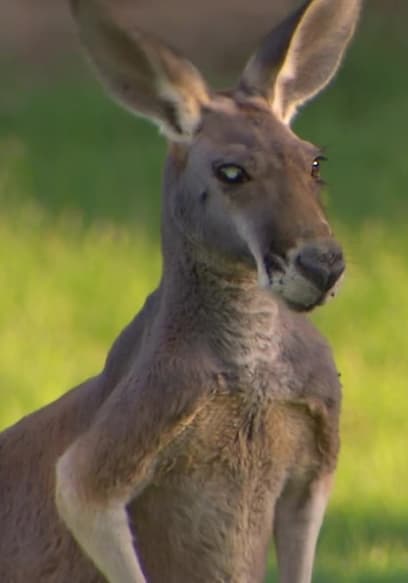 S03:E18 - Animal Passport: Australia! poster
