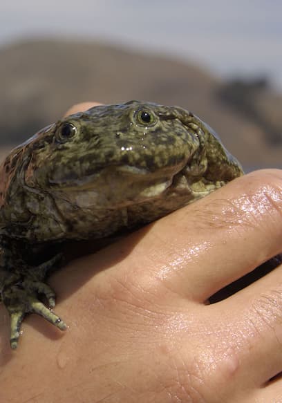 S01:E04 - Saggy Skinned Frog poster