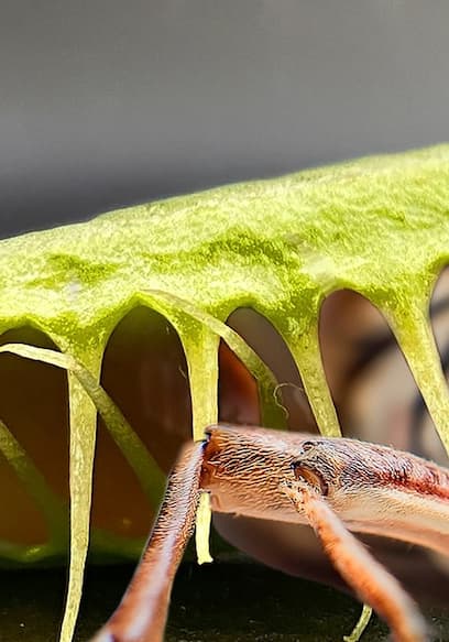 S01:E14 - Which Venus Flytrap Catches the Most Bugs? poster