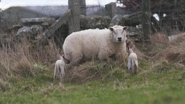 S02:E12 - Episode 12