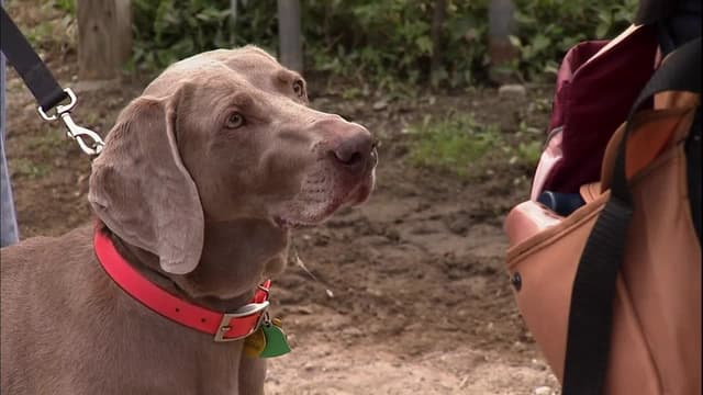 S01:E07 - The Wild and Wacky Weimaraners