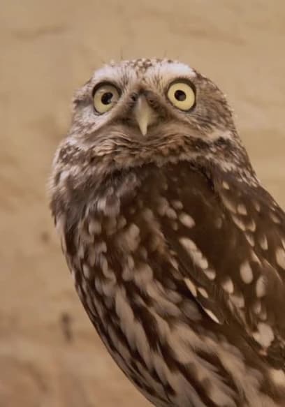 Póster de S01:E04 - Misty the Owl