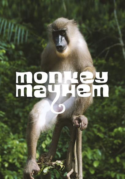 Monkey Mayhem