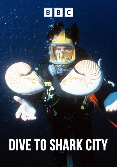 Dive to Shark City