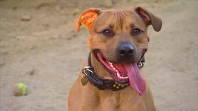 S02:É16 - S02:E16 - Smashin' Punkin