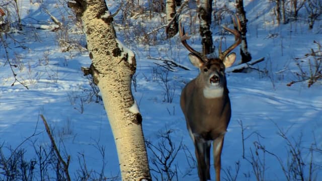 S08:E12 - Whitetail Hunting: A Chance at Redemption