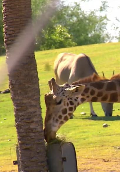 S03:E06 - Nine Giraffes poster