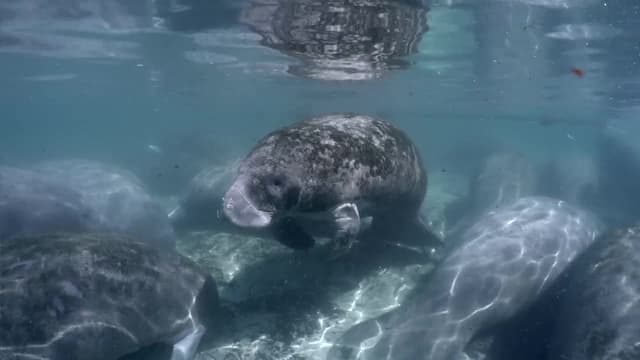 S07:E02 - Giant Manatees in Florida, USA + Shipwreck Exploration in the Bahamas