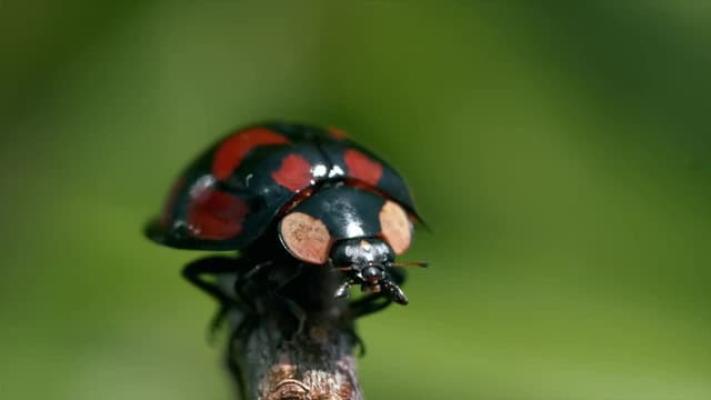 S01:E01 - La vida secreta de las plantas