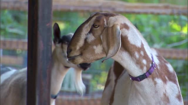 S03:E19 - Who's Domesticated? (And Who's Just Tame)