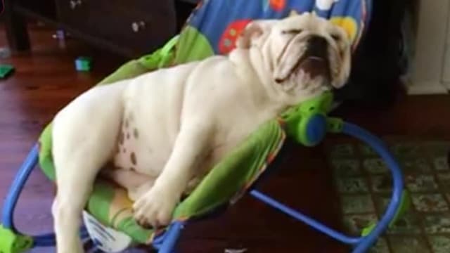 S01:E07 - Top 10 Signs Your Parents Like the Dog More Than You