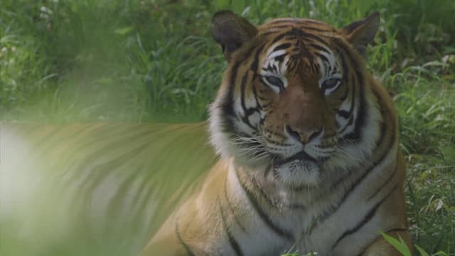 S04:E03 - Tiger's Day at the Dentist