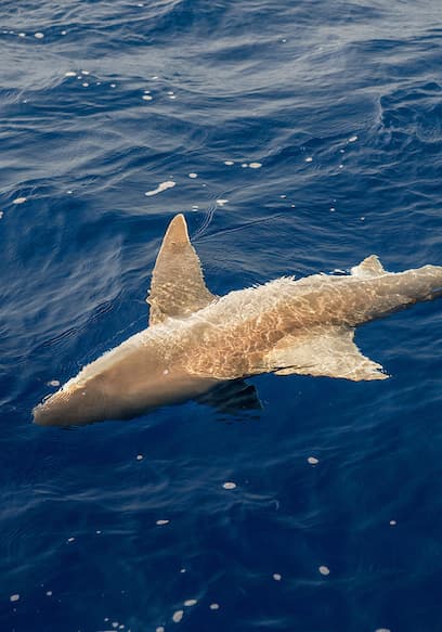 S11:E10 - Sandbar Sharks poster