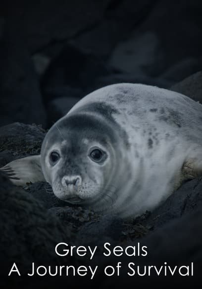 Grey Seals: A Journey of Survival