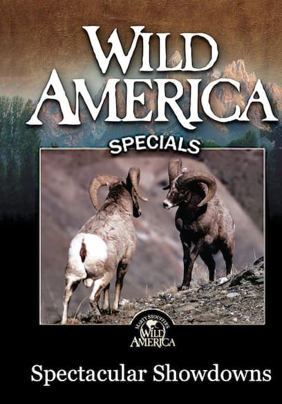 Wild America Specials: Spectacular Showdowns