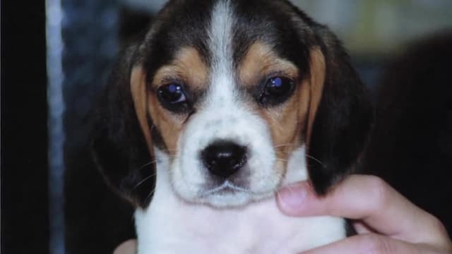 S02:É13 - S02:E13 - Boogie-Boarding Beagle