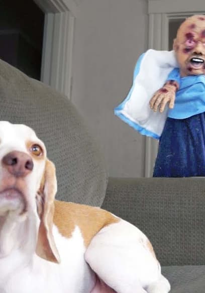 S01:E08 - Dogs, Costumes, and Ball Surprises poster