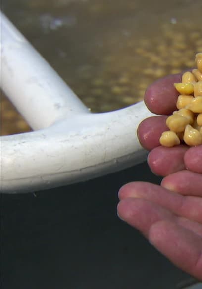 S15:E09 - Beans poster