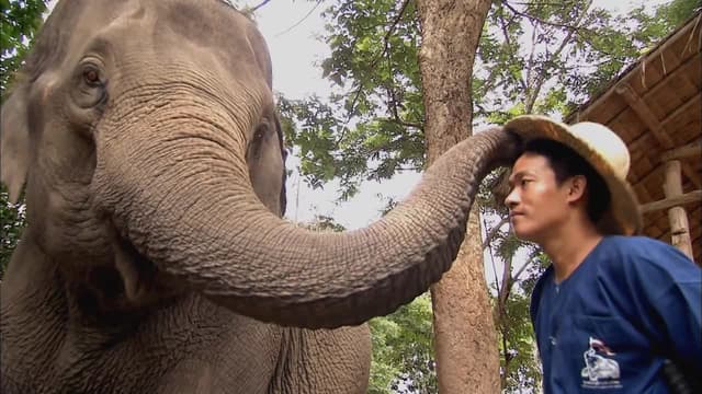 S01:E03 - Prathida Elephant Orchestra