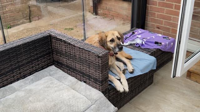 The Golden Kobe Family: Rescue Dogs