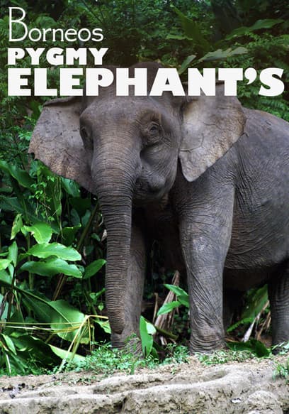 Borneo's Pygmy Elephants