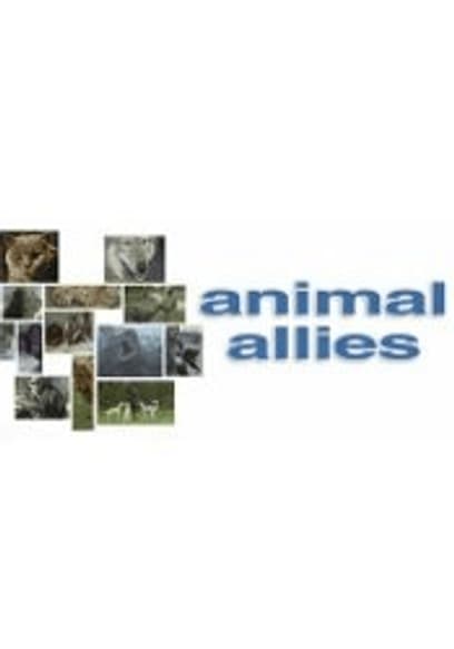 Animal Allies poster