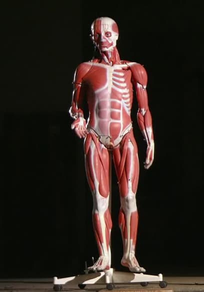 S06:E02 - Anatomical Models poster