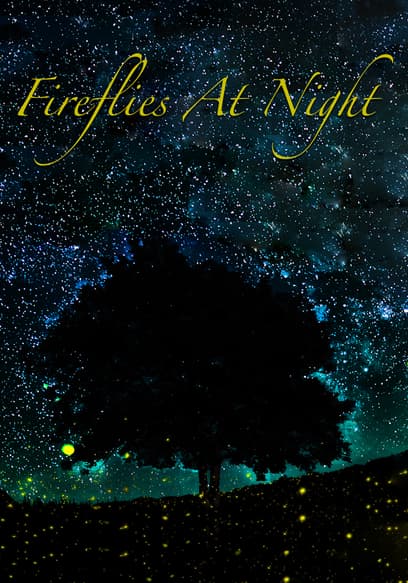 Fireflies at Night