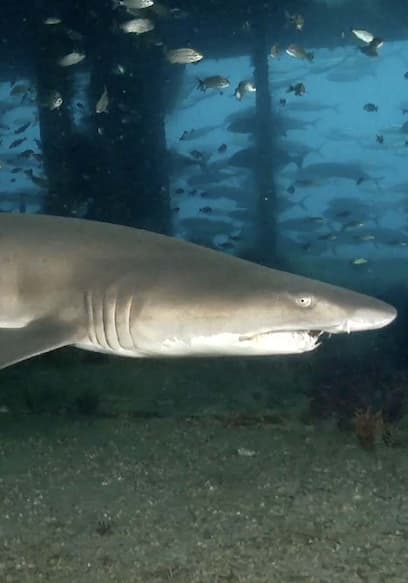 S01:E11 - Sand Tiger Sharks as Protectors poster