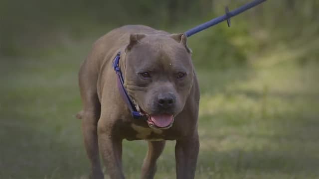 S13:E05 - A Box of Puppies